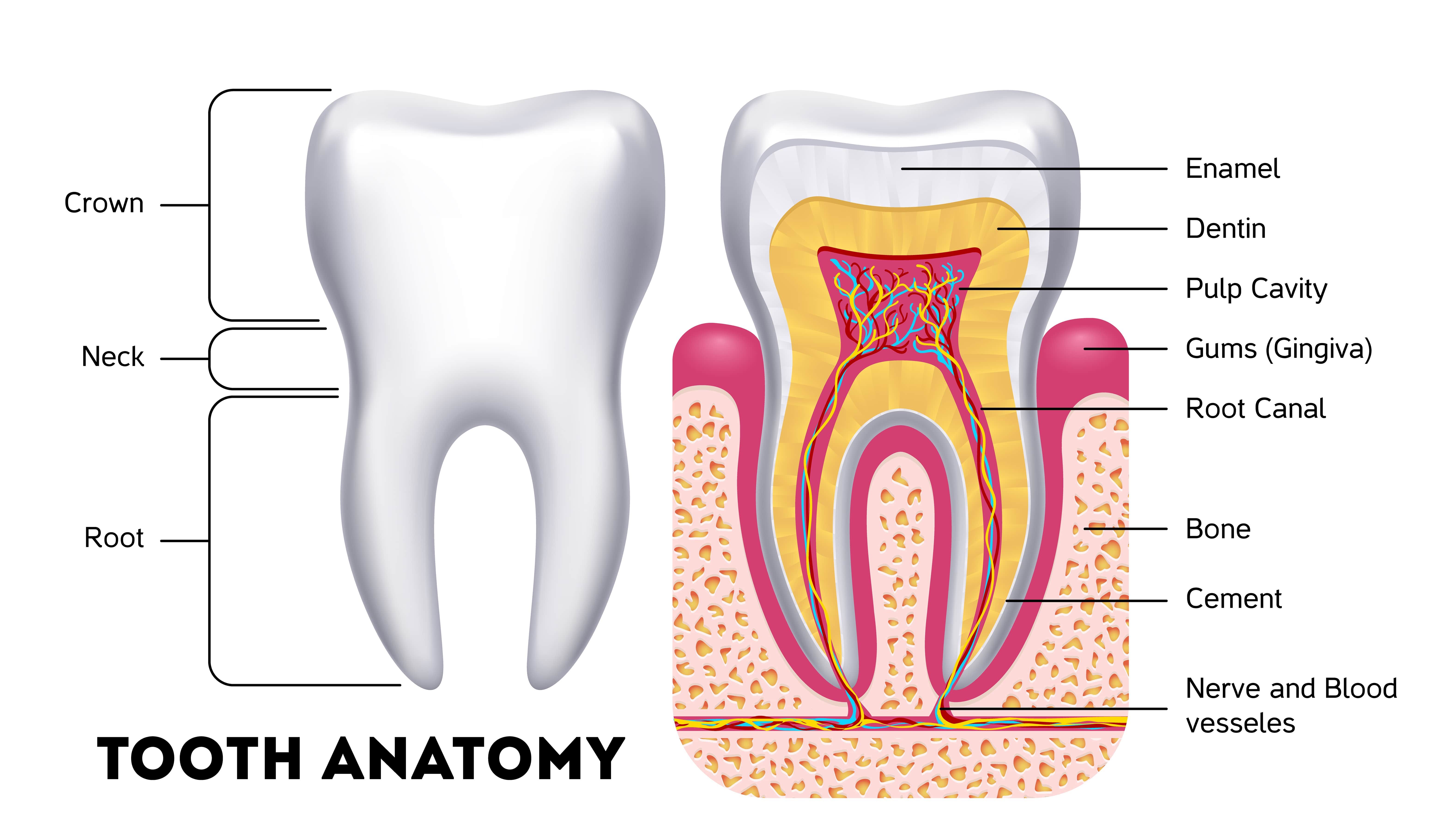 Anatomy Of The Tooth Diagram